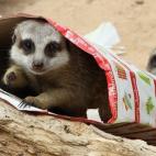 5c8b10a03b000070066ce3bf