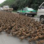 5c8adcc8240000f404a3d26a