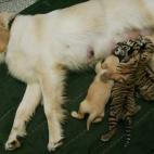 5c8adcca360000e01c6c3370