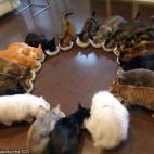 5c8adccc230000040123d757