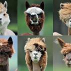 5c8adccc2400006c05a3d272