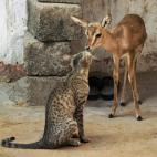 5c8adccf22000033001a02b7