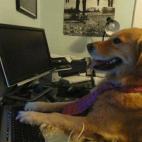 Vía funnyanimalpictures.com