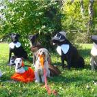 5c8adcd1230000040123d761