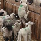 5c8adcd120000045046fe1af