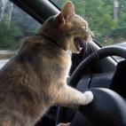 5c8adcd12300007f0123d763