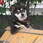 5c8adcda20000043046fe1b5