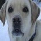 5c8ade263b000054066cb641