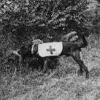 5c8a7303360000a61b6b7d6a