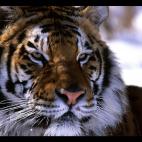 Esta es la lista de los animales más amenazados del planeta, según la lista recogida por WWF Adena.