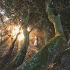 "El sol bajo llenaba este bosque de corrientes de luz. La pareja posaba perfectamente entre los troncos retorcidos, haciendo que destaquen entre el follaje. Rodeados por los tonos fríos y musgosos, ellos están en el corazón dorado y brillante...
