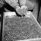 Miles de alianzas fueron encontradas por las tropas de Estados Unidos. Obligaban a los prisioneros a entregar todas sus pertenencias.