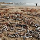 Peces muertos en El Perelló