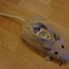 5c8a3e55360000c81a6b3857