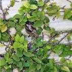 5c8a5ed0250000580681103a