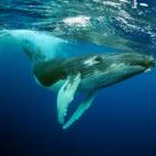 5c8a520a230000040122f4cd