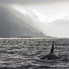 5c8a520b3b000070066bd66f