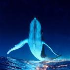 5c8a520c36000006186b542f