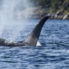 5c8a520c20000045046f02c1