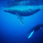 5c8a520c250000580680ff5e