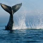 5c8a520d260000e104fe33a7