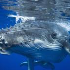 5c8a520e2500000704c8e57e