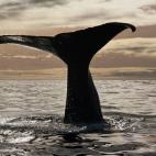 5c8a520e360000a61b6b5433