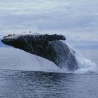 5c8a520e24000093024bb65c