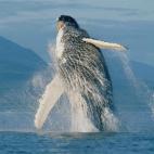 5c8a520e2400006f054bb65e