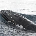 5c8a52102000009e046f02cd