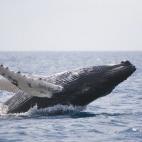 5c8a52102300007f0122f4db