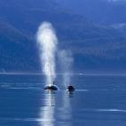 5c8a52102000009d036f02cf