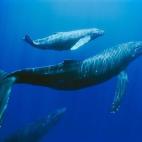 5c8a52113b000070066bd67b