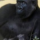 5c8ae608230000040123e446