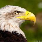 Ver más fotos del Parque de la Naturaleza de Cabárceno Si todavía no conoces este increíble parque natural, deberías estar haciendo las maletas. Cabárceno (Cantabria) es uno de esos tesoros que tenemos en España y que deberíamos visitar...