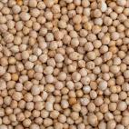 Garbanzos