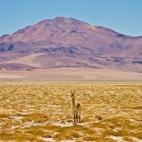 "Un salar a 4.800 metros de altura sobre el nivel del mar... con unas formaciones rocosas imponentes, los conocidos Monjes de la Pakana, verdaderas esculturas a gran escala cinceladas históricamente por el viento, de una belleza sublime que sob...