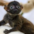 Quedan menos de 2.000 ejemplares en libertad.