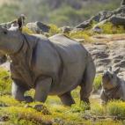 En el zoo de San Diego (California).