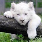 Nacieron allí tres cachorros -dos machos y una hembra- el 23 de febrero y este mes han sido vistos por el público por primera vez.