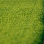 Esta especie de liebre, marrón europea, puede llegar a correr a 56 kilómetros por hora.