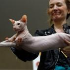 En una exhibición de gatos en Dortmund (Alemania)