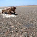 Los lagartos son considerados una exquisitez en algunas zonas de Oriente Medio. Se capturan en primavera, usando ganchos o anzuelos y perros detectores. También hay quien los caza con sus propias manos. Después se cocinan a la parrilla o bien...