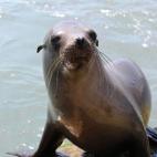 5e37d407220000340423dea8