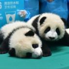 5c8b1f6c3b000072066d0654