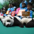 5c8b1f6d2500000d04ca191d