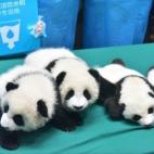 5c8b1f6d3b000002076d065a