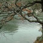 Nuestra primera parada es la Laguna Negra, en Soria. Ya el nombrecito se las trae, pero si os animáis a acercaros por allí comprenderéis por qué fue bautizada así. Este lugar es sombrío, siempre rodeado de una neblina y un aura de misterio...