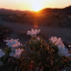 5c8b20db2500000d04ca1e21