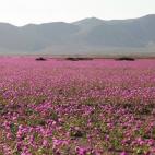 5c8b20dc2500000d04ca1e23